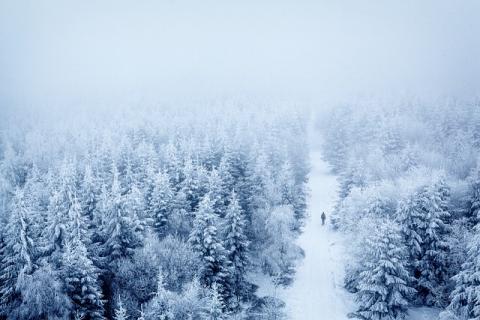 Bomen in mistige sneeuw [door Waldrebell]