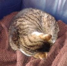 My old tomcat, sleeping on my cardigan